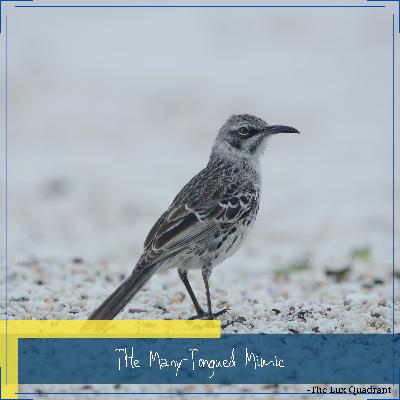 The Many-Tongued Mimic The Many-Tongued Mimic