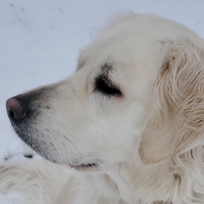 Doggy ASMR.