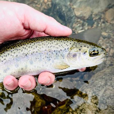 Episode #15 :  Best Rods for the Money?  Plus..... the Water Column?