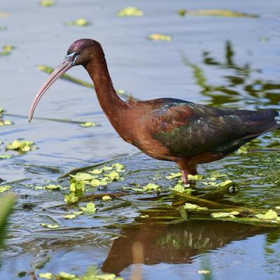 Glossed and Found: the glossy ibis population in Ireland booms