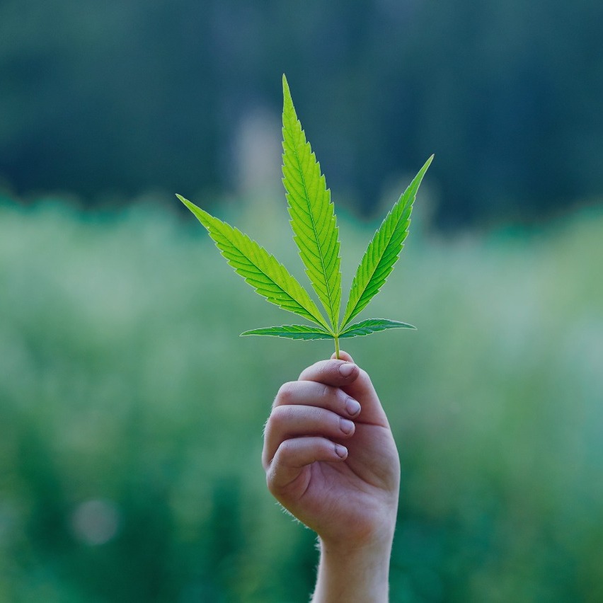 LEGAL TALK: Possible changes to South African Cannabis law in 2024 episode artwork