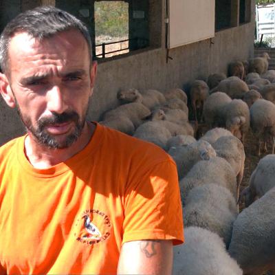 Greek farmers accuse government of complicity in EU subsidy scandal
