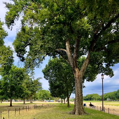 episode 133: Lantern of the Forest and American Elm