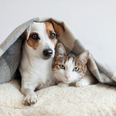 Lei sobre sepultamento de pets em cemitérios humanos