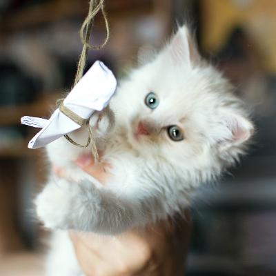 #5: тік ток, фанфіки і реаліті-шоу: чому нам не соромно за наші guilty pleasures