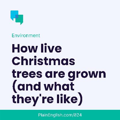 All about live Christmas trees