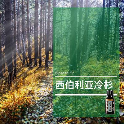 第四十七课：西伯利亚冷杉