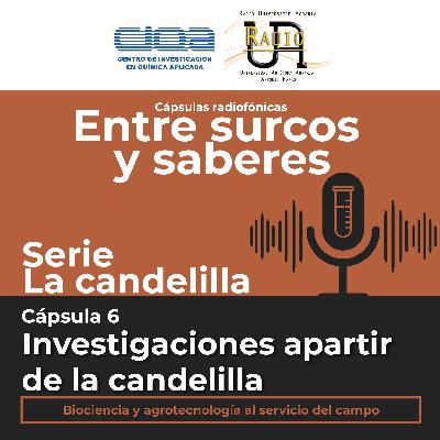 Serie La candelilla: Cápsula 6 - Investigaciones a partir de la candelilla.