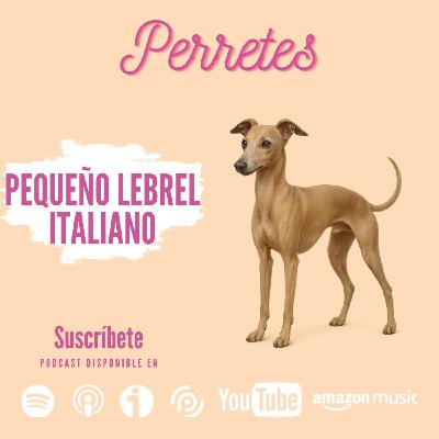 Ep91: Pequeño Lebrel italiano