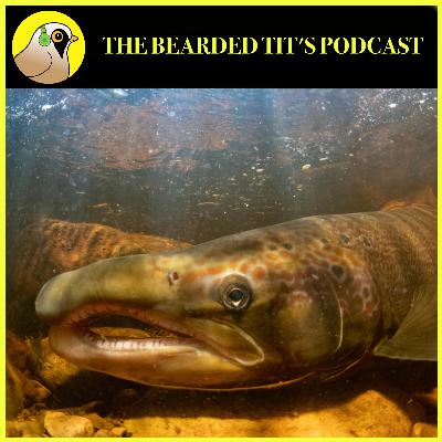 Atlantic Salmon : The Facts #158