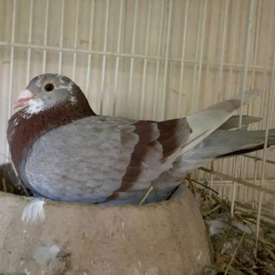 Episode 9: Homing Pigeons Part 1, with Kyle Warren