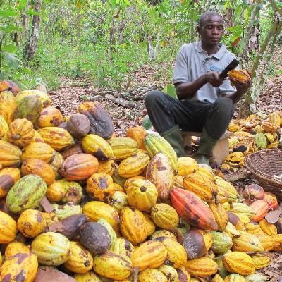 Growing Cocoa: a bittersweet story