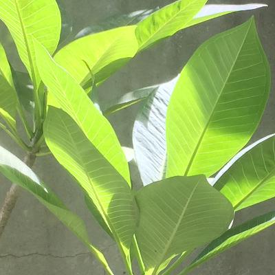 雞蛋花的故事 雞蛋花的故事