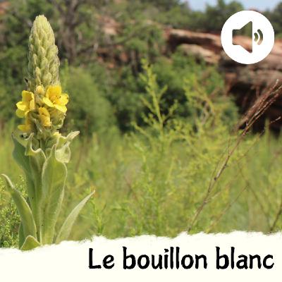 Le bouillon blanc Le bouillon blanc