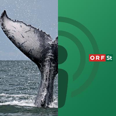 Faszinaton Wale Faszinaton Wale