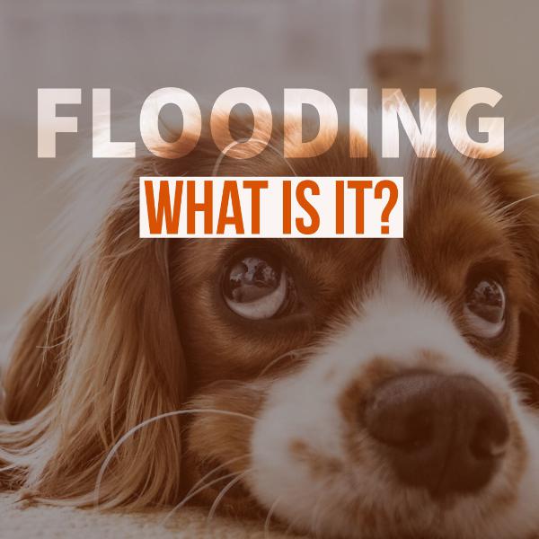 Flooding Flooding