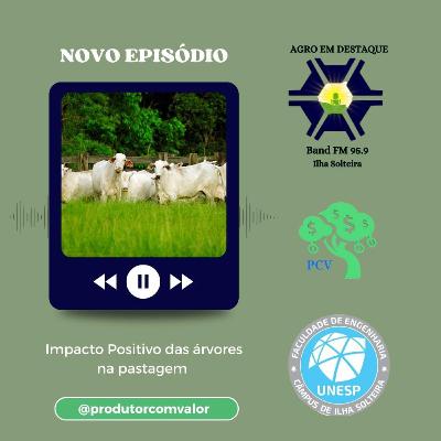 Impacto positivo das árvores na pastagem Impacto positivo das árvores na pastagem