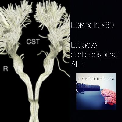 #80: El tracto corticoespinal: All in