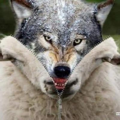 Wolves in Sheep Clothing Wolves in Sheep Clothing