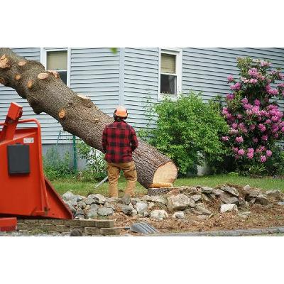Stump Grinding Griswold CT Stump Grinding Griswold CT