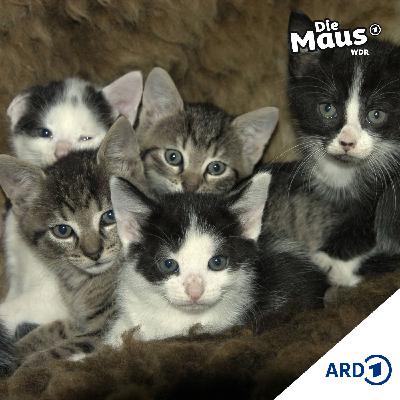 Die Katzenbande I Mutiges ab 6 Jahren Die Katzenbande I Mutiges ab 6 Jahren