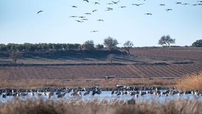 Gripe aviar en Castilla-La Mancha: 230 aves afectadas y vigilancia diaria