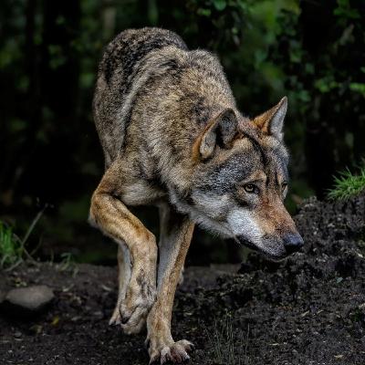 Réquiem por el lobo ibérico Réquiem por el lobo ibérico