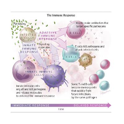 Dr. Matthew Sorenson discusses how the human immune system relates to Multiple Chronic Conditions Dr. Matthew Sorenson discusses how the human immune system relates to Multiple Chronic Conditions