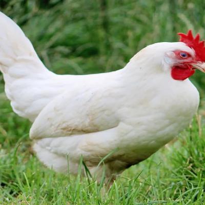 Gallinas e Internet