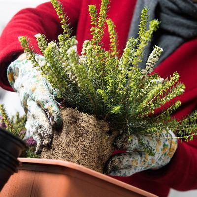 Winterbepflanzung für Balkone