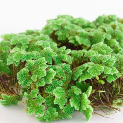 S01E02: Green Gold – Cutting Feed Costs with Azolla, Duckweed & Farm-Grown Feed