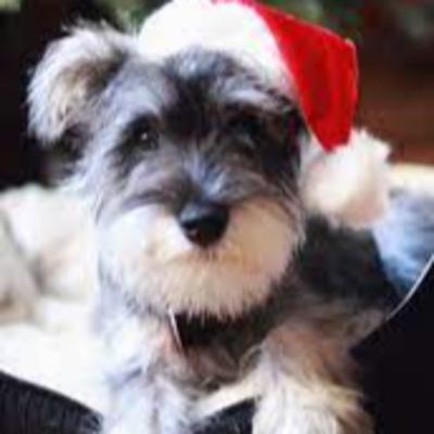 Dogs, Dinothaurus, Christmas and Sex!
