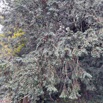 Salzkammergut – Eiben Salzkammergut – Eiben