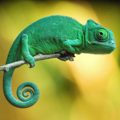 #8 - Adaptação, mudança e transição - Paladino de Bronze