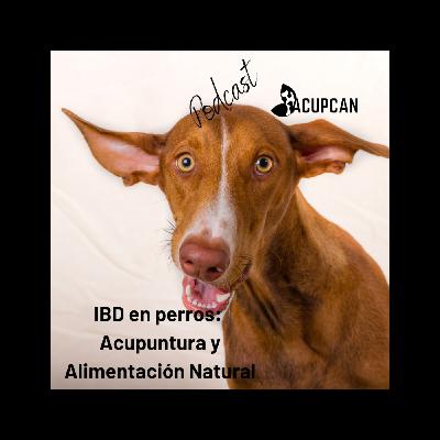 IBD EN PERROS: ACUPUNTURA Y ALIMENTACIÓN NATURAL