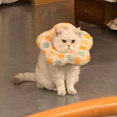 #52 让谋生与热爱，前后脚进来