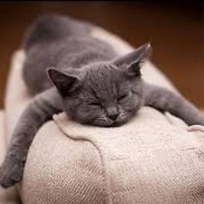 Harmonic Haven: 432Hz Sounds for Calming Pet Anxiety