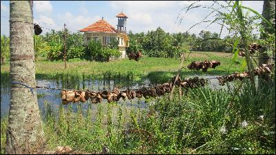 Navigating the Complex Waters of Sustainable Aquaculture