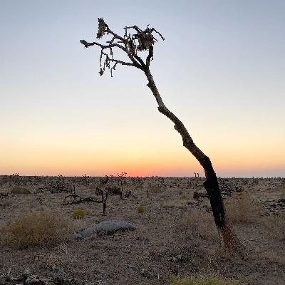 S4E31: 5 Years On: Cima Dome After the Flames