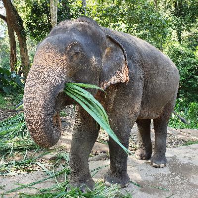 That One Time I Volunteered with Elephants