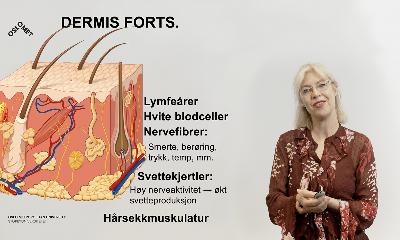 Hudens anatomi og fysiologi del 3/3